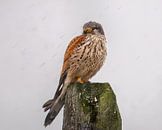 Torenvalk in de sneeuw van Ruud Peters thumbnail