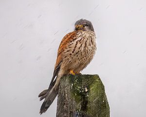Turmfalke im Schnee