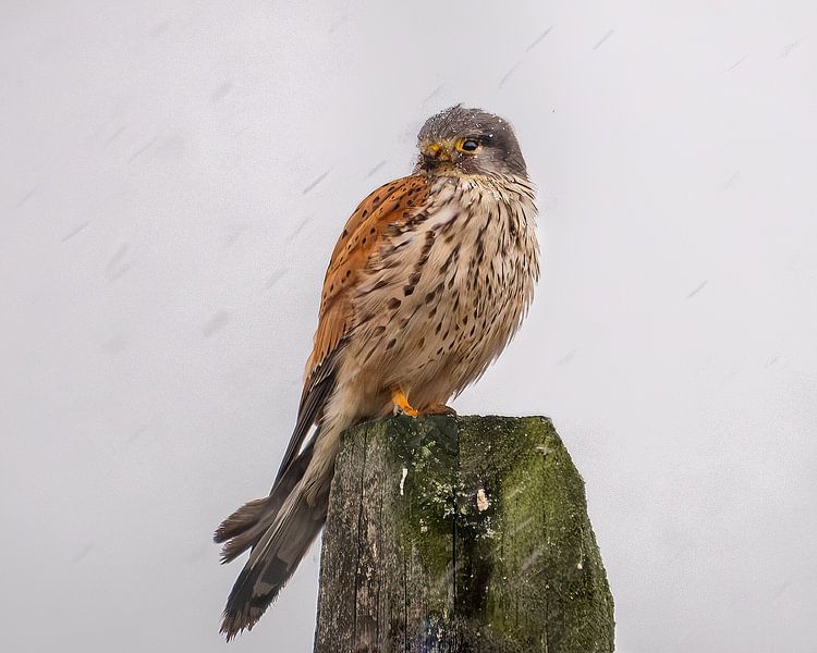 Torenvalk in de sneeuw van Ruud Peters
