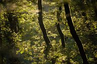 De Bomen van joas wilzing thumbnail