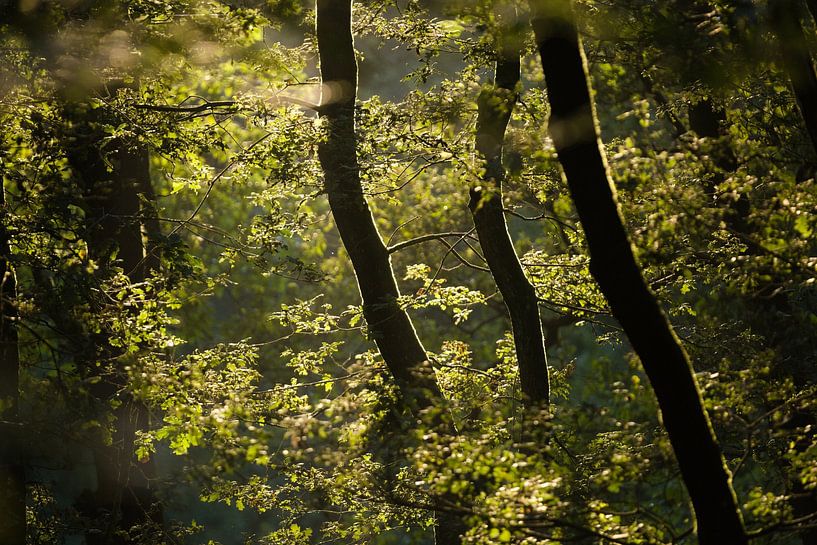 De Bomen van joas wilzing