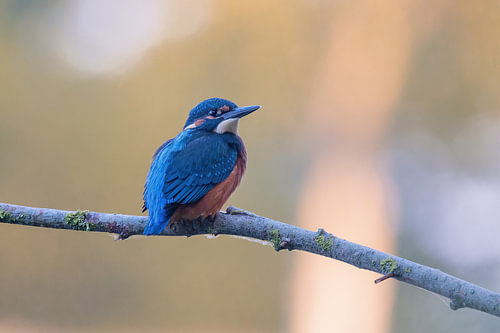 Eisvogel auf einem Ast