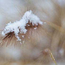 Snow-covered Grass