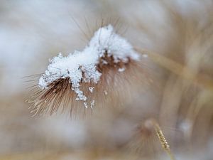 Schneebedecktes Gras