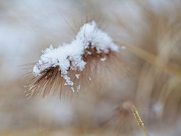 Schneebedecktes Gras von Rob Boon