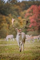 Damhert Bok in de Herfst