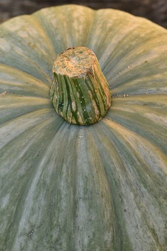 Pompoen met beetje achtergrond staand