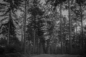 in to the woods black and white