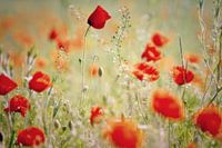 poppies