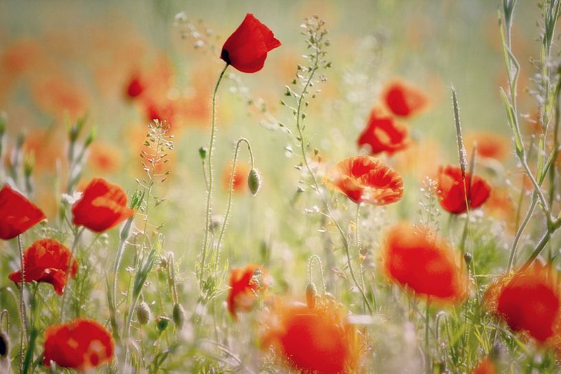 Mohnblumen von Els Fonteine