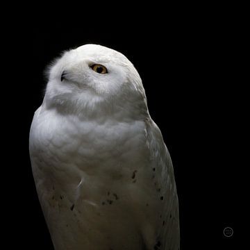 Snowy Owl Looks to the Sun, Nathan Larson