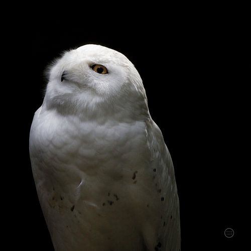 Snowy Owl Looks to the Sun, Nathan Larson