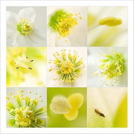 Helleborus van Gretha Andeweg