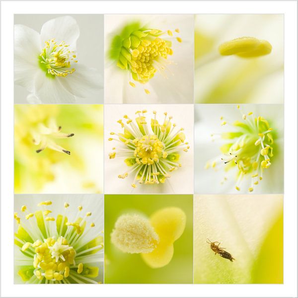 Helleborus by Gretha Andeweg