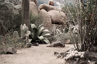 Wüstenspaziergang von René De bree Miniaturansicht