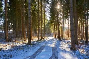 Zon in het winterbos van Christian Buhtz