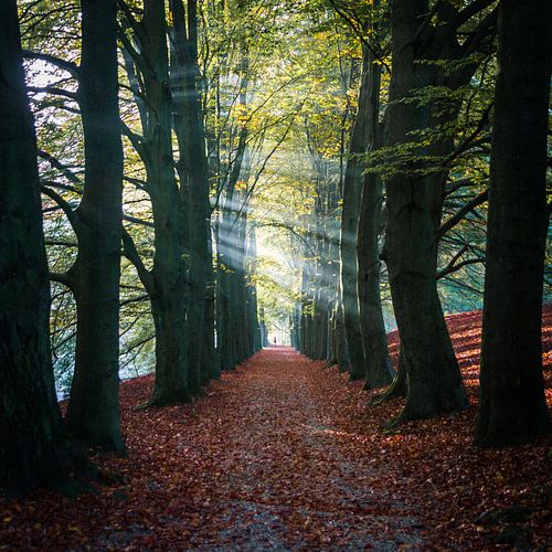 Park Zypendaal in arnhem