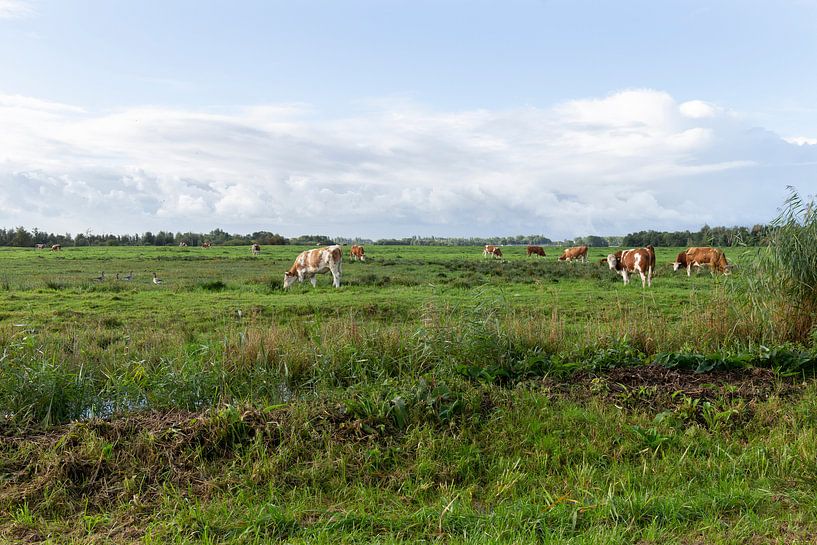 Dutch landscape with cows by Madelief Dekker