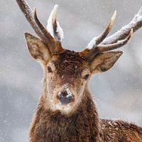 my winter face III