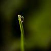 Waterdrop von Andre Michaelis