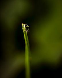 Waterdrop