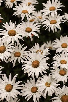Weiße Gerbera in Bordeaux