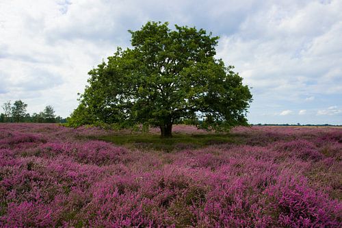 Bloeiende heide