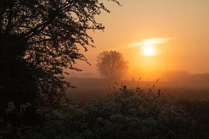 Sunrise Betuwe