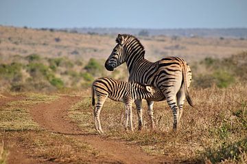 Zebra veulen drinkt bij zijn moeder van Annelies69