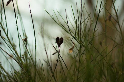 Le cœur dans la nature