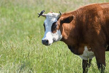 Bruine koe / Brown cow