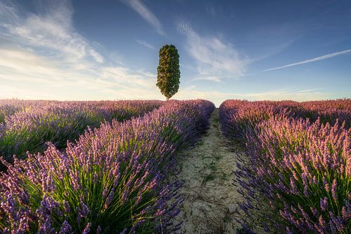 Lavendelveld en een eenzame cipresboom. Toscane, Italië