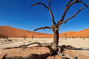 Le Deadvlei en Namibie