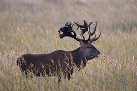 Hirsch bei der Brunft im Nationalpark Vorpommersche Boddenlandschaft von Frank Fichtmüller