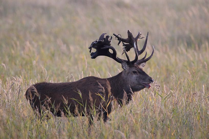 Herten tijdens de bronst in het Nationaal Park Vorpommersche Boddenlandschaft van Frank Fichtmüller