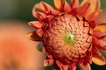 Close-up van een oranjekleurige knop. van Ulrike Leone