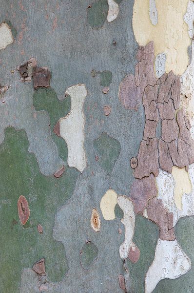 Rinde einer Platane von Margot van den Berg