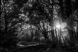 Sonnenuntergang im Wald in schwarz und weiß von Linsey Aandewiel-Marijnen