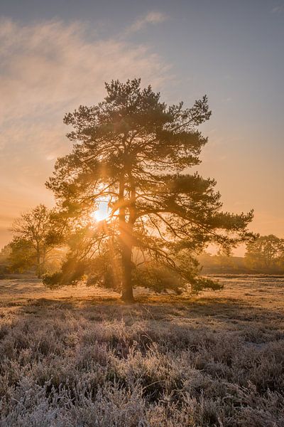 Op de heide tijdens de zonsopkomst van John van de Gazelle fotografie