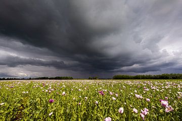 Dreigende onweersbui luchten boven een veld klaprozen van KB Design & Photography (Karen Brouwer)