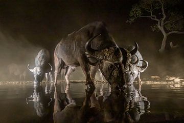 Afrikaanse buffels 's nachts bij een drinkpoel van Arjen Heeres