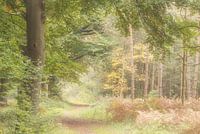 Autumn Colours