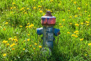 Wiese, Blumenwiese, Frühling, Hydrant; Feuerhydrant