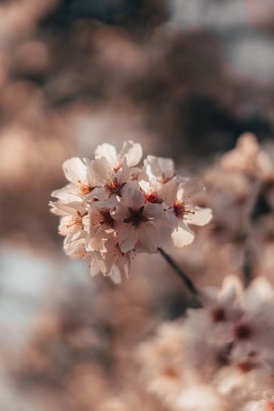 Der Frühling ist auf dem Land mit diesen Kirschblüten von Tim Goossens