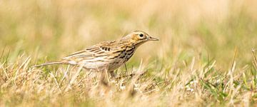Detailed photo of a meadow pipit in panorama size. The bird is in matching green and yellow colors o