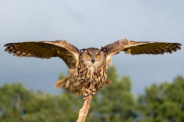 The eagle owl has landed by Brigitte Mulders