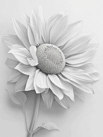 tournesol blanc sur haroulita