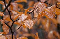 Feuilles d'automne brunes