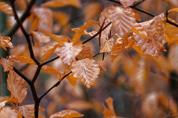 Braune Herbstblätter