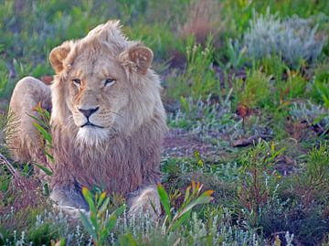 Leeuw #pantheraafrica